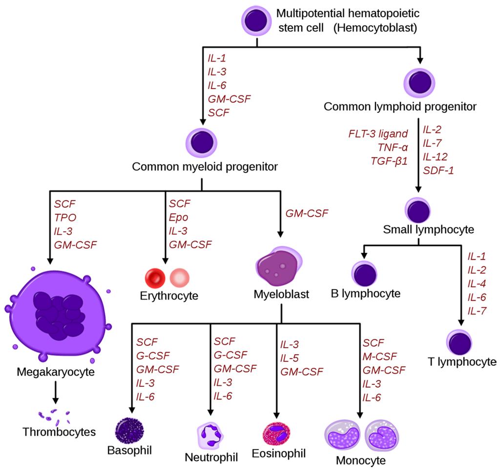Monocyte Differentiation
