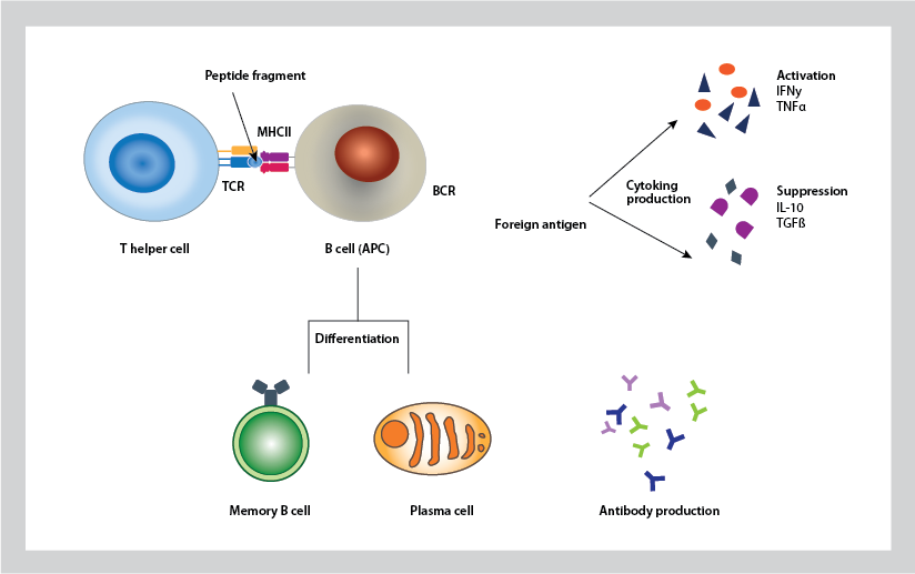 B cell activation results in differentiation into antibody-producing plasma cells and memory B cells. 