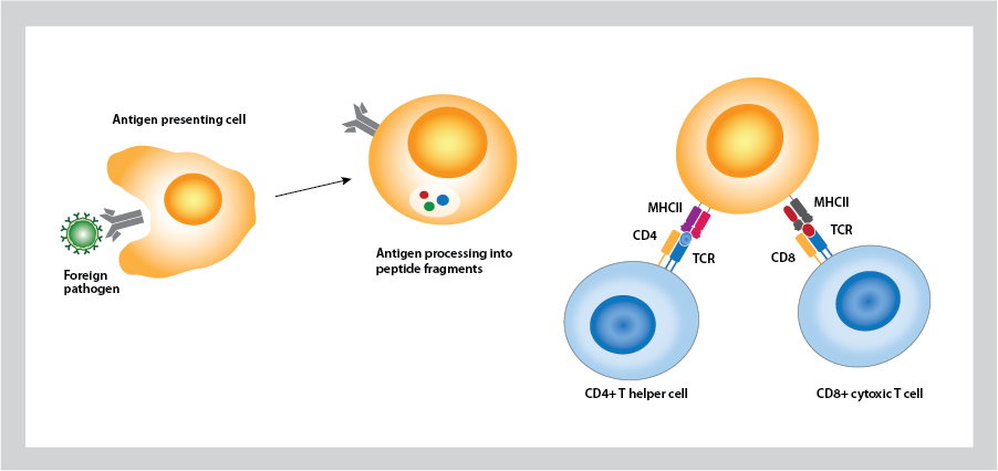 Activation of T cells by antigen presenting cells